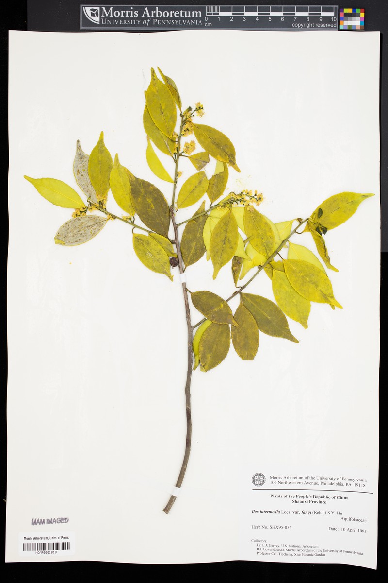 Ilex intermedia photo 3