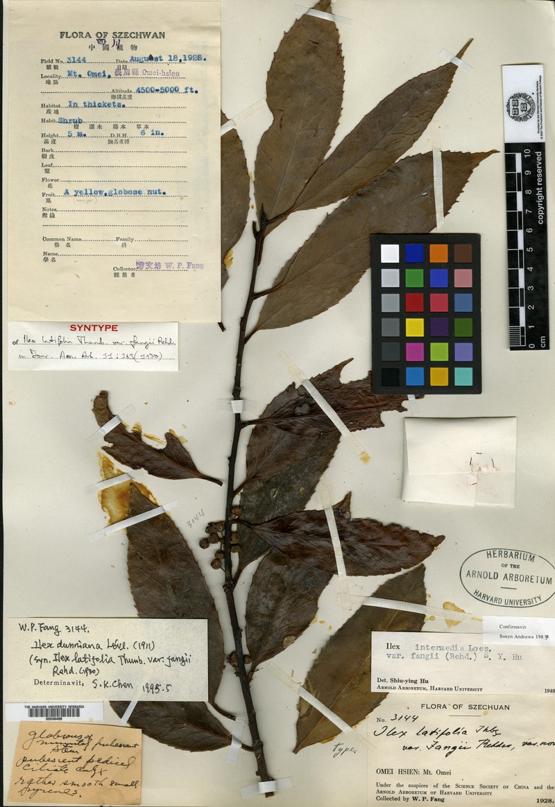 Ilex intermedia photo 4