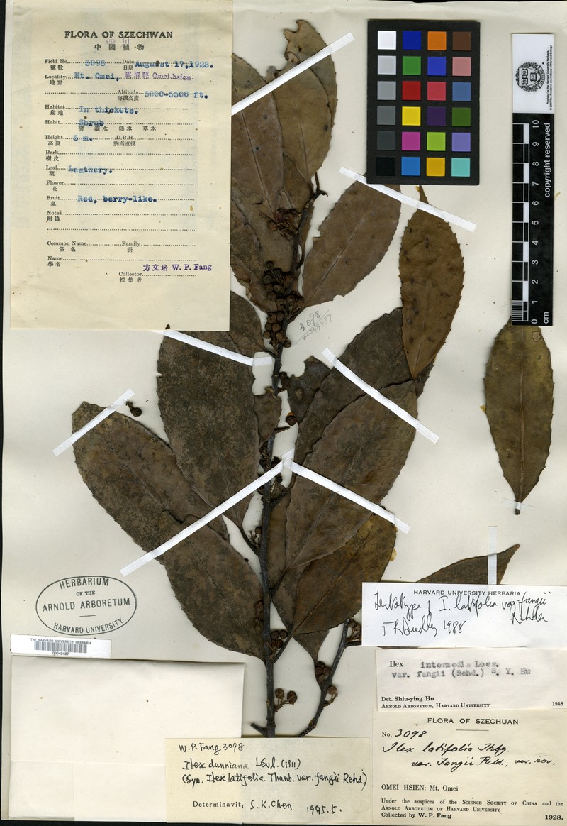 Ilex intermedia photo 5