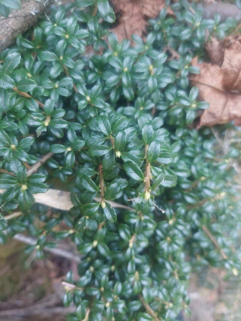 Ilex intricata photo 2