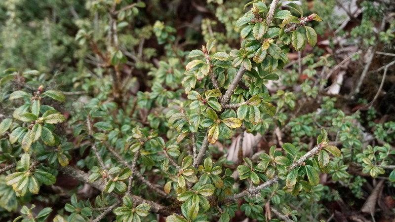 Ilex intricata photo 3