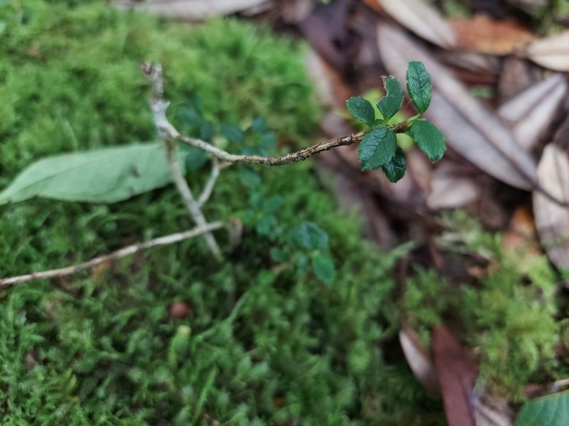 Ilex intricata photo 5