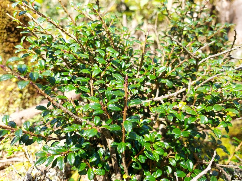 Ilex intricata photo 6