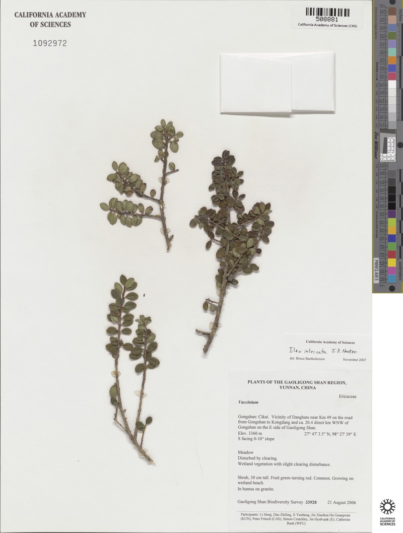 Ilex intricata photo 7