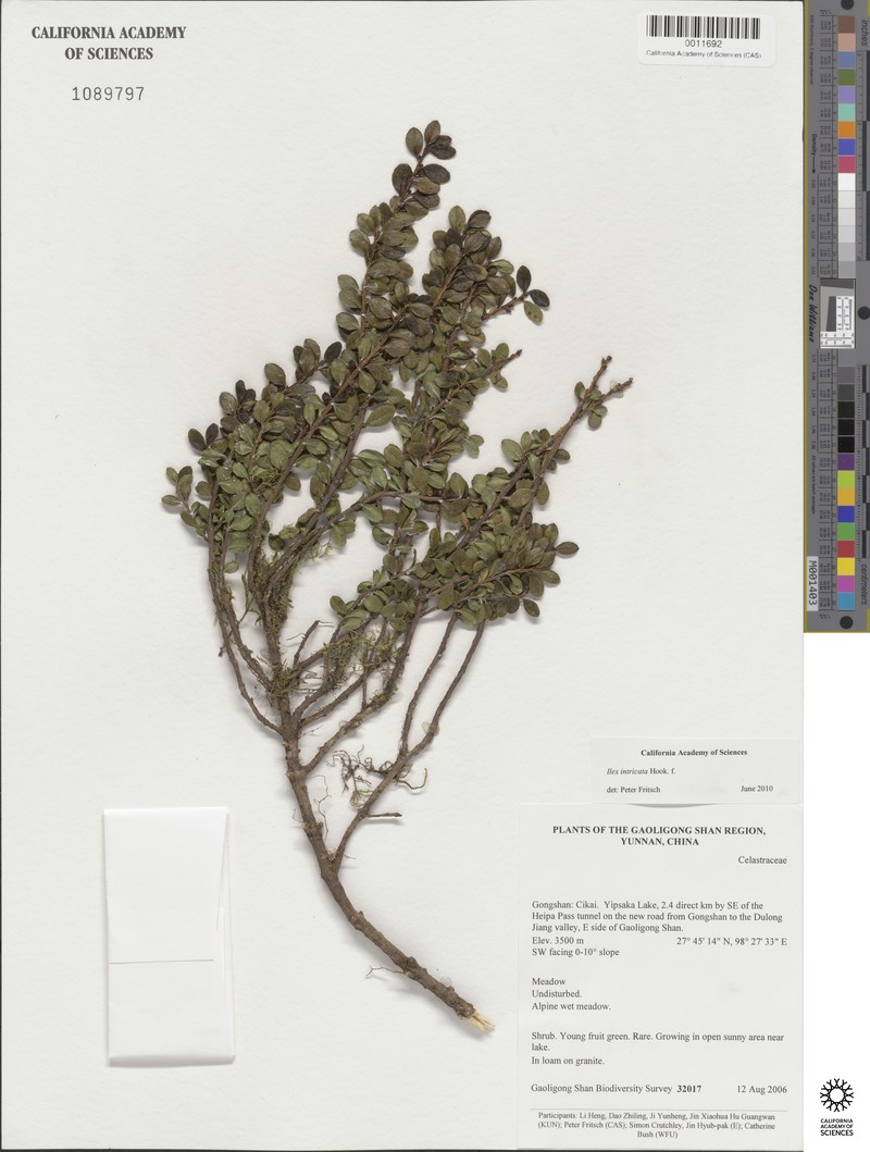 Ilex intricata photo 8