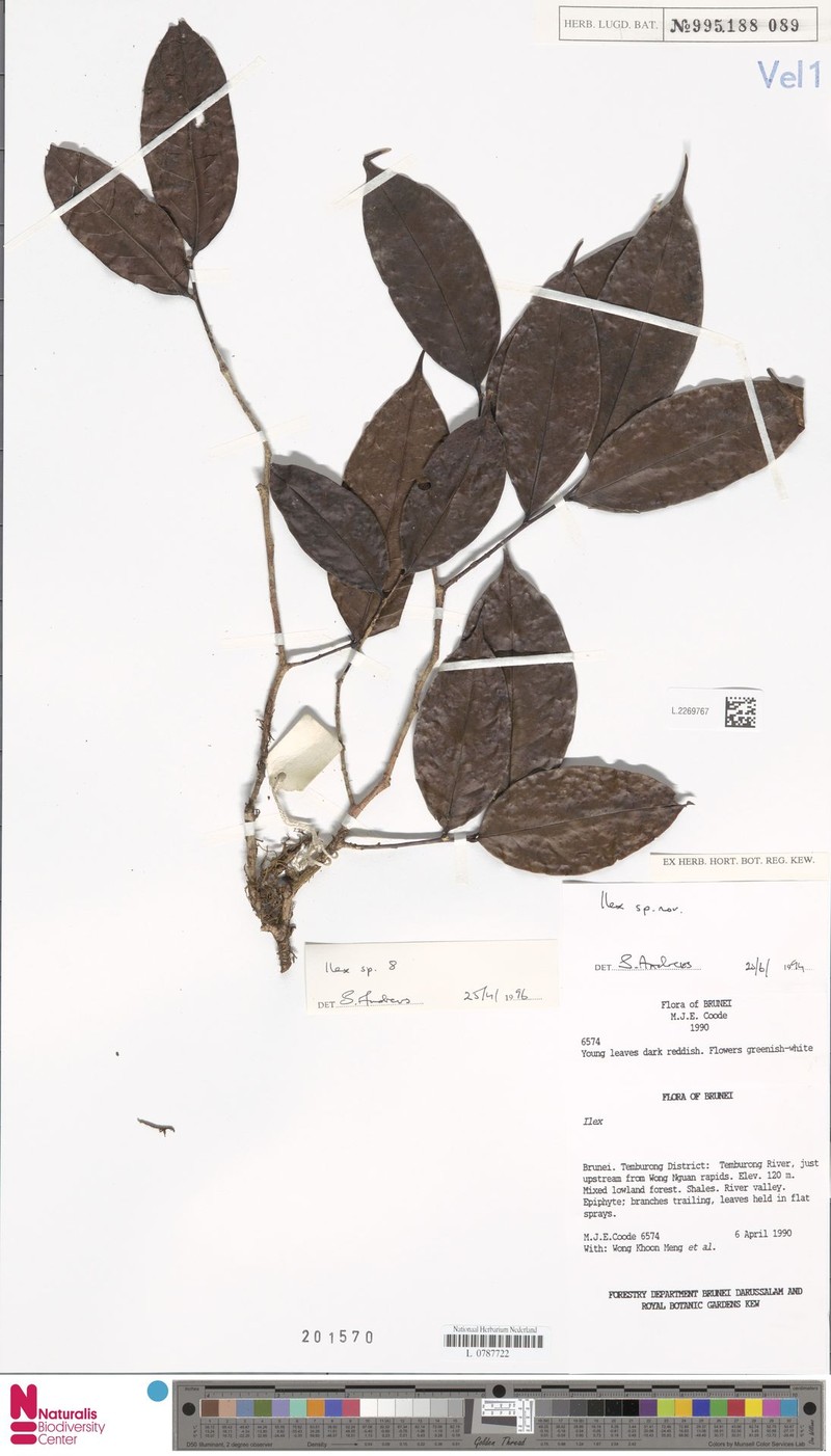 Ilex jacobsii