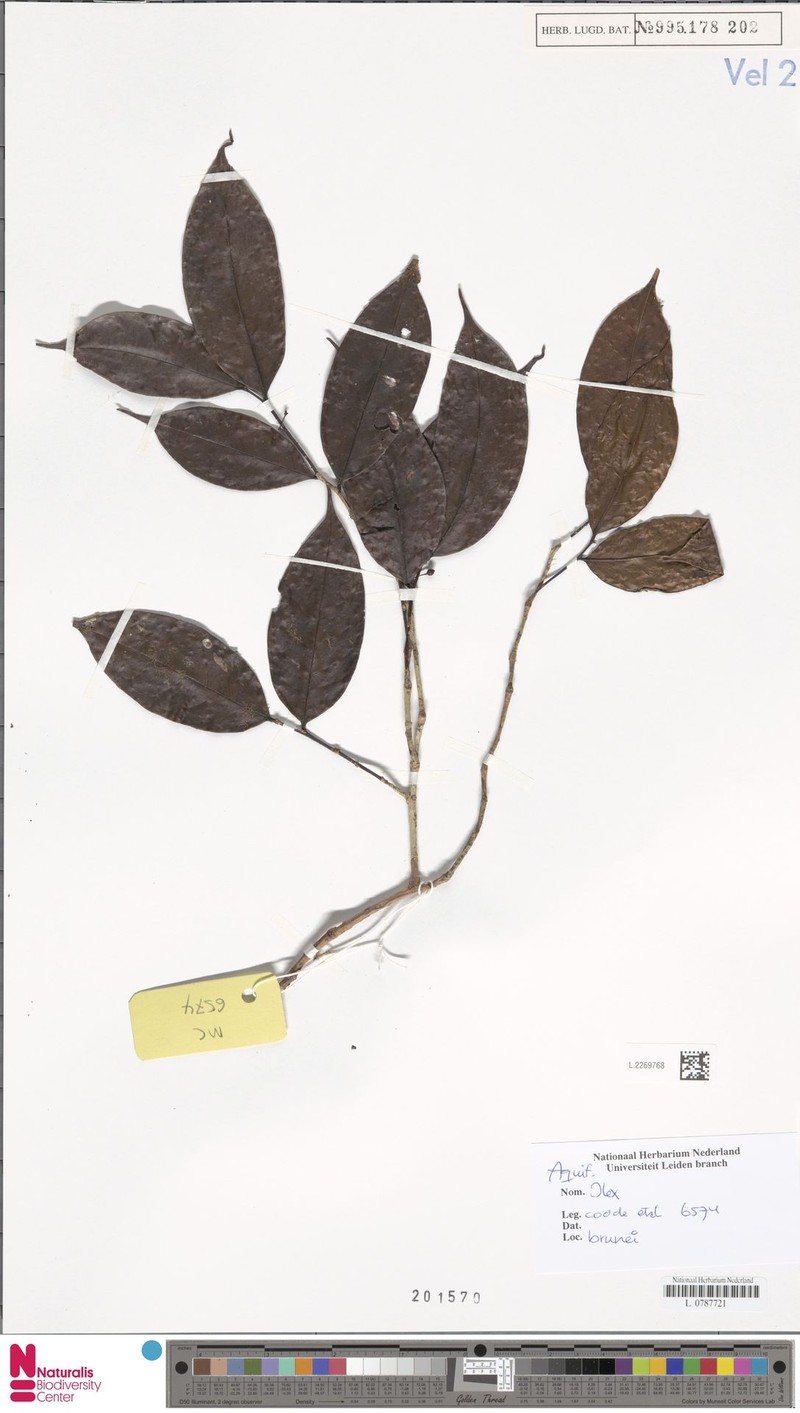 Ilex jacobsii photo 2