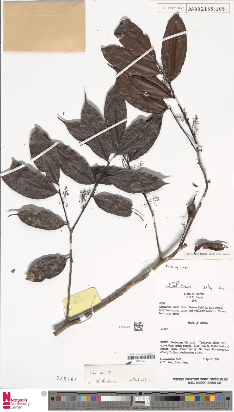 Ilex jacobsii photo 3