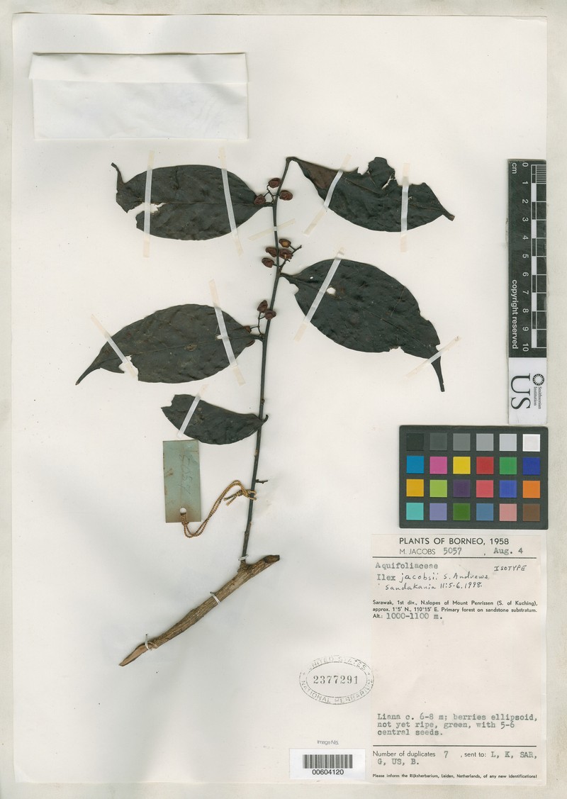 Ilex jacobsii photo 4
