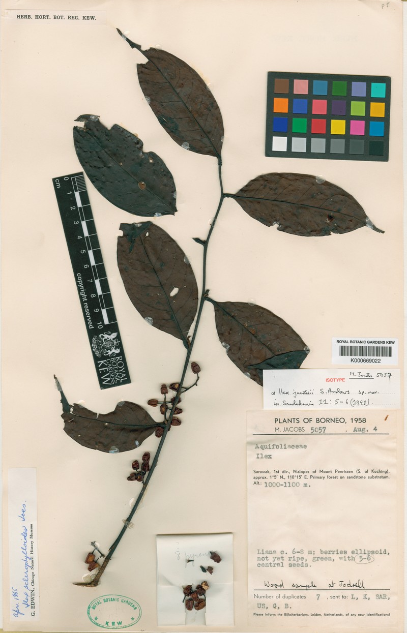 Ilex jacobsii photo 5