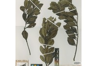 Ilex jamaicana