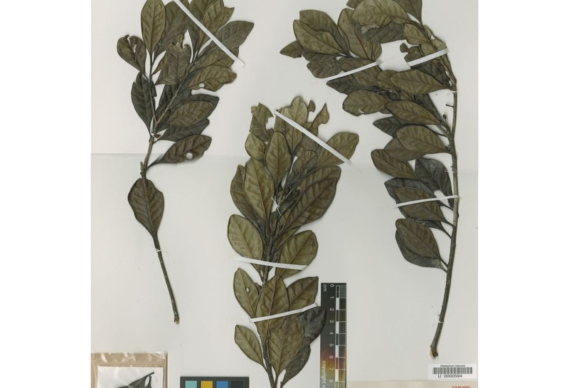 Ilex jamaicana