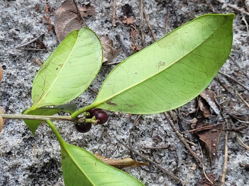 Ilex jenmanii