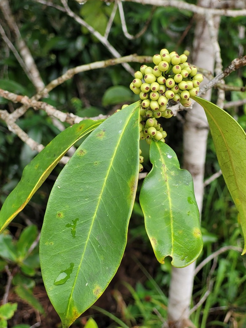 Ilex jenmanii photo 2
