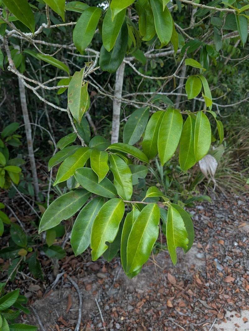 Ilex jenmanii photo 3