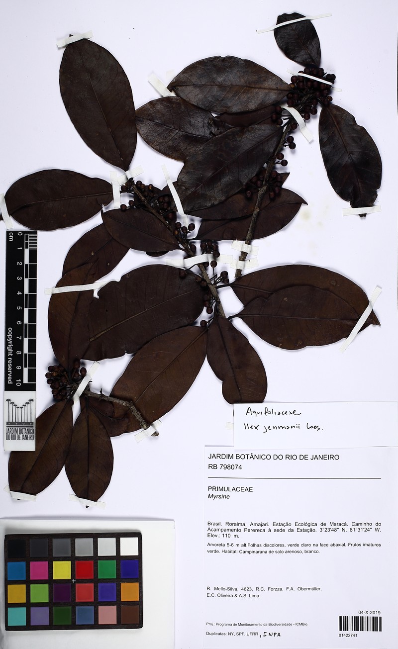 Ilex jenmanii photo 4