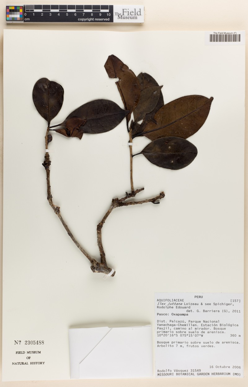 Ilex juttana
