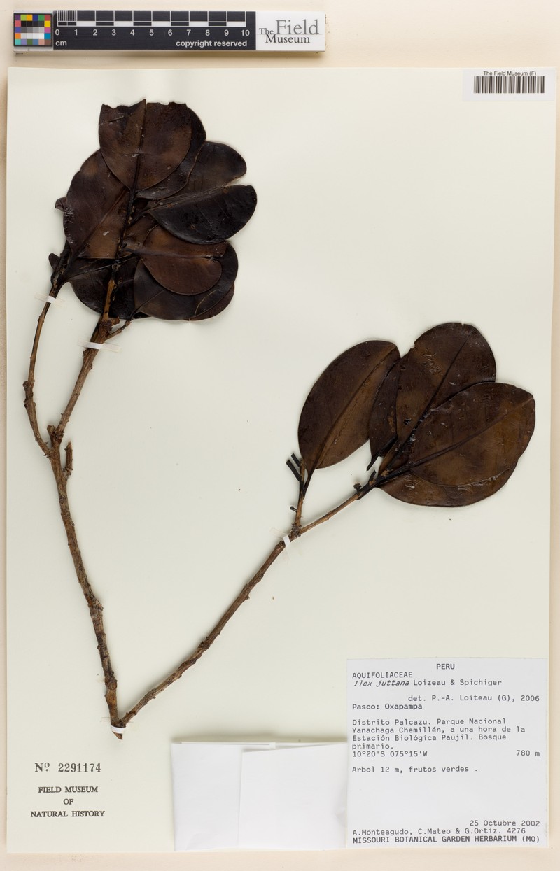 Ilex juttana photo 2