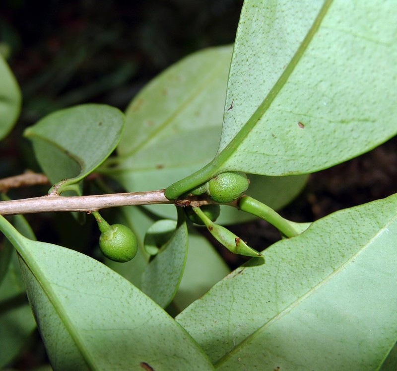 Ilex juttana photo 3
