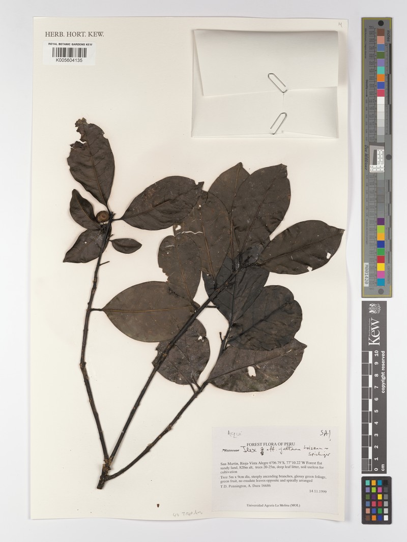Ilex juttana photo 4