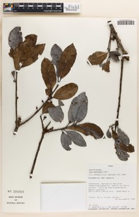 Ilex karstenii