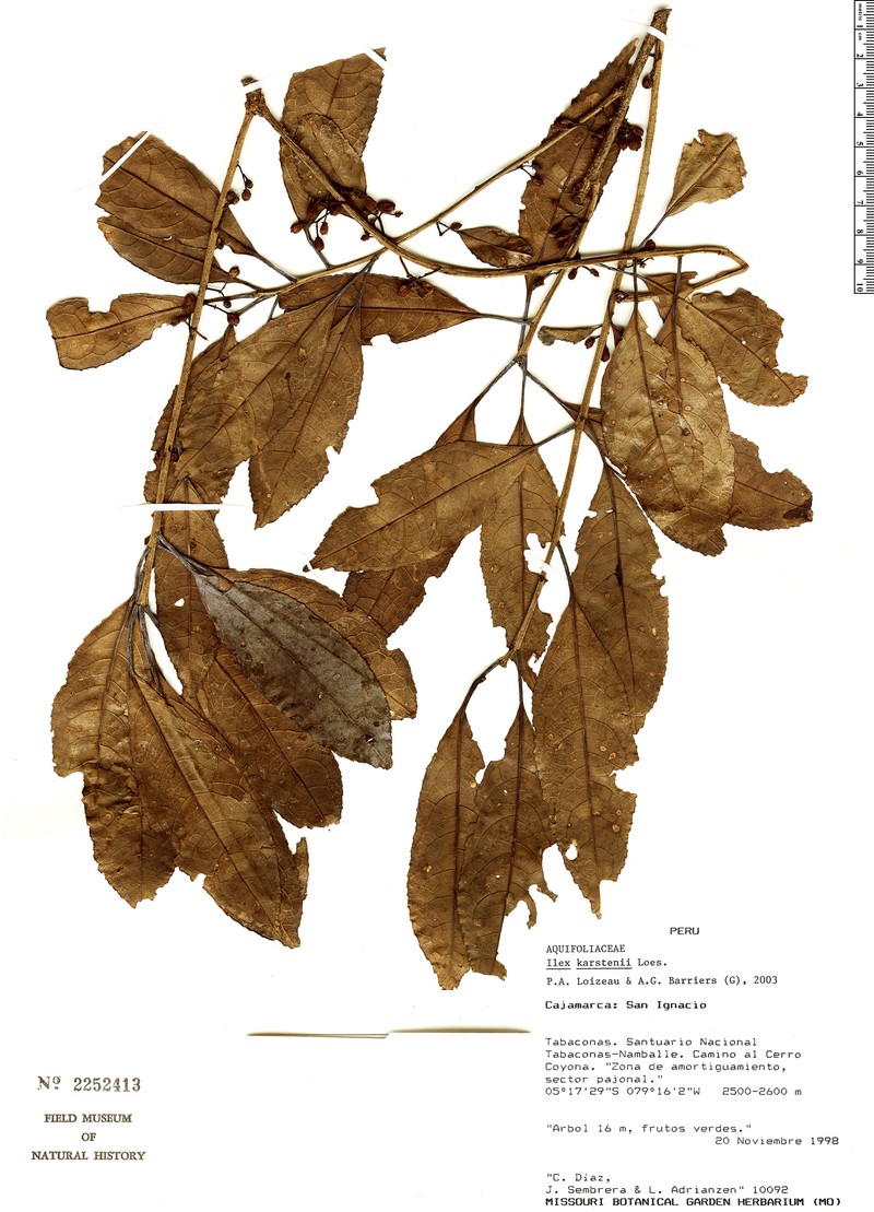 Ilex karstenii photo 2