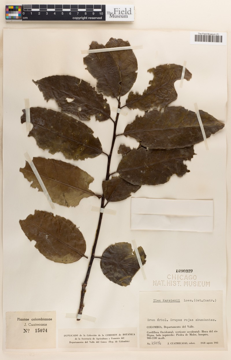 Ilex karstenii photo 3