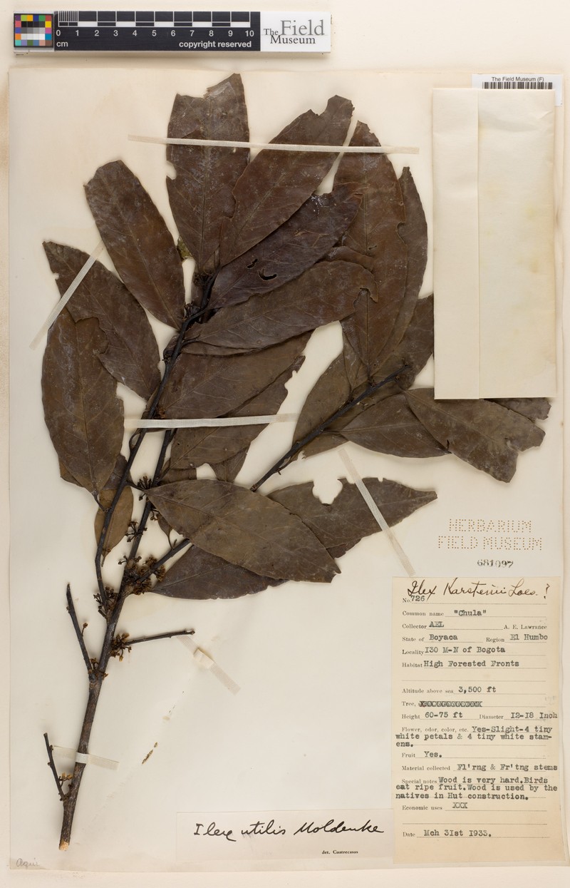 Ilex karstenii photo 4