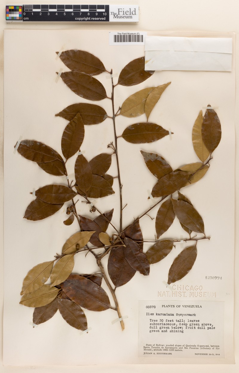 Ilex karuaiana