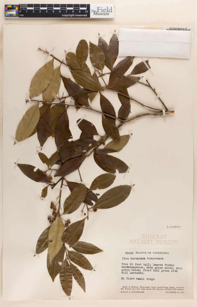 Ilex karuaiana photo 2