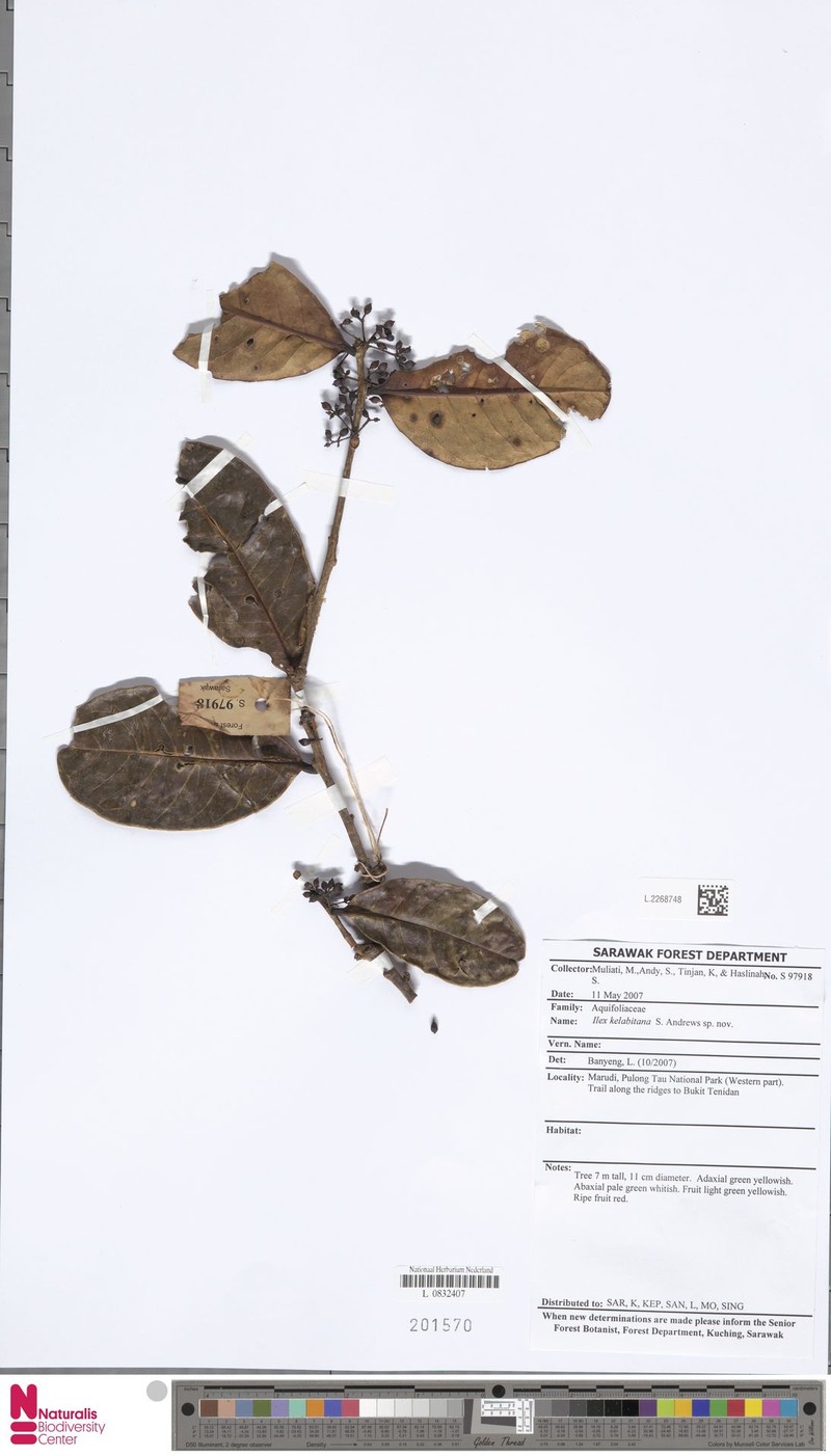 Ilex kelabitana