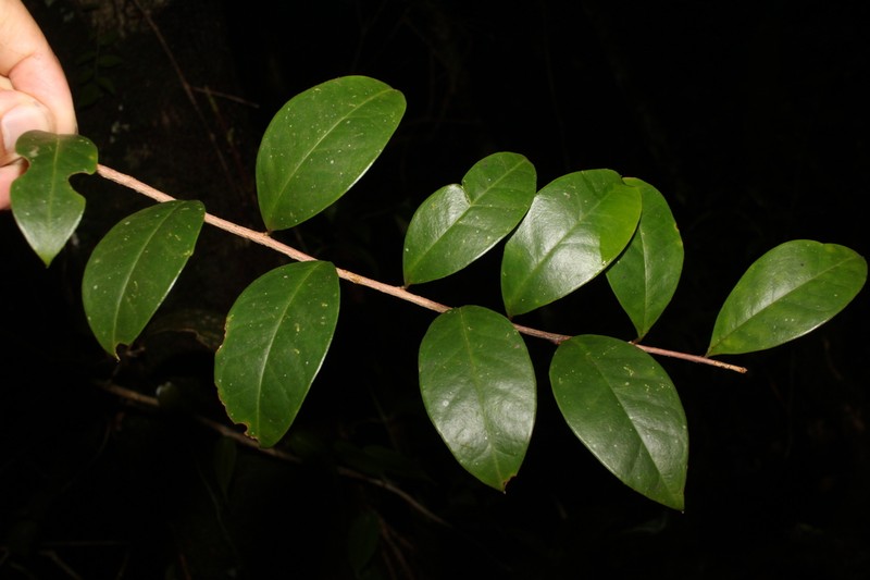 Ilex kelsallii