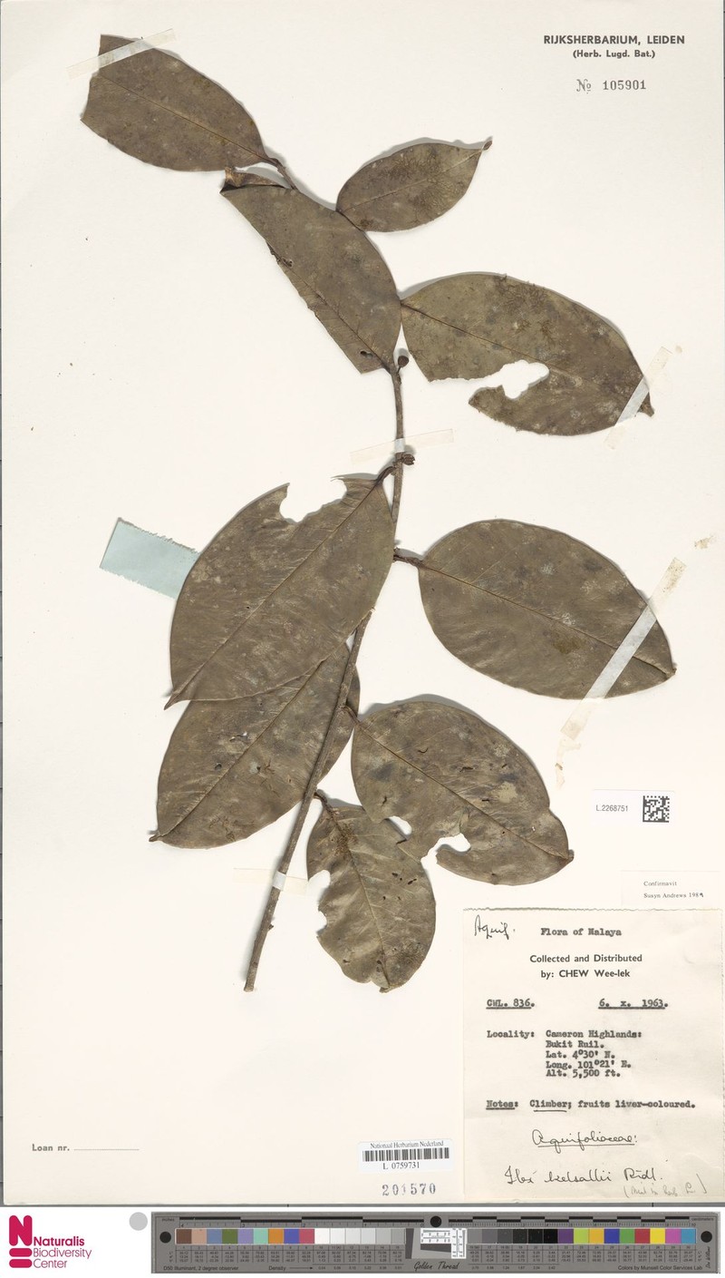 Ilex kelsallii photo 4
