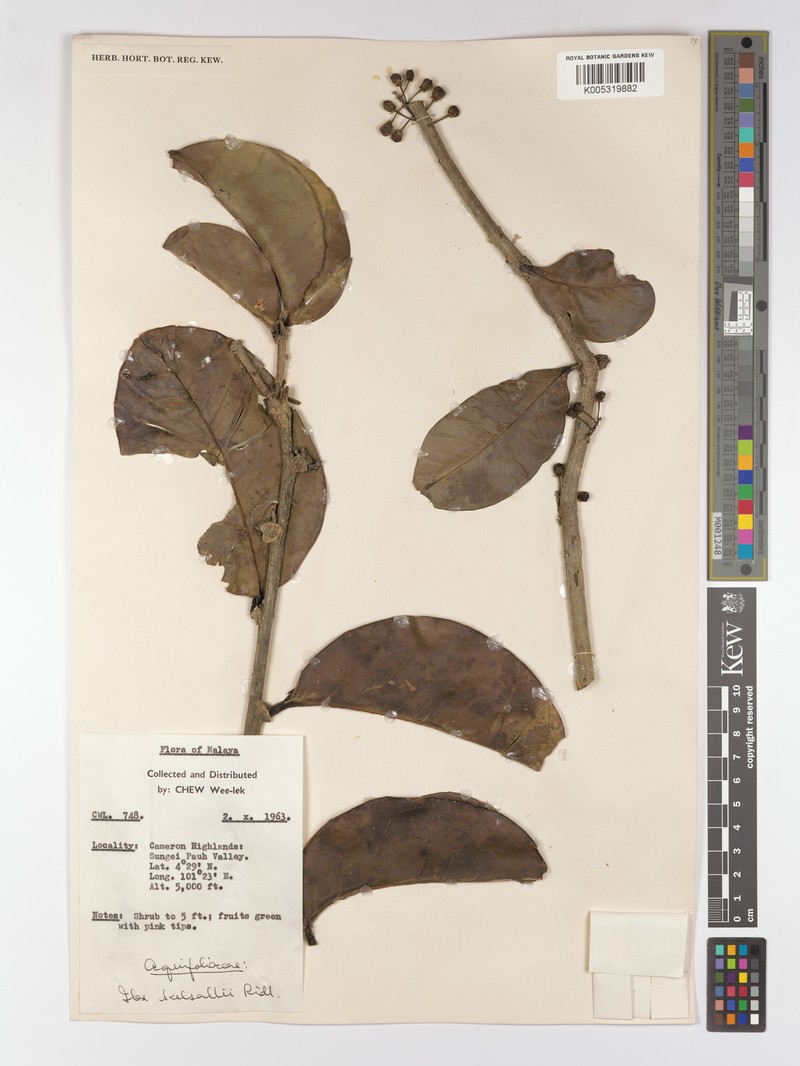 Ilex kelsallii photo 6