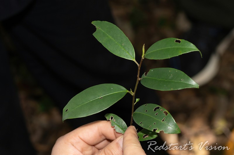 Ilex kengii
