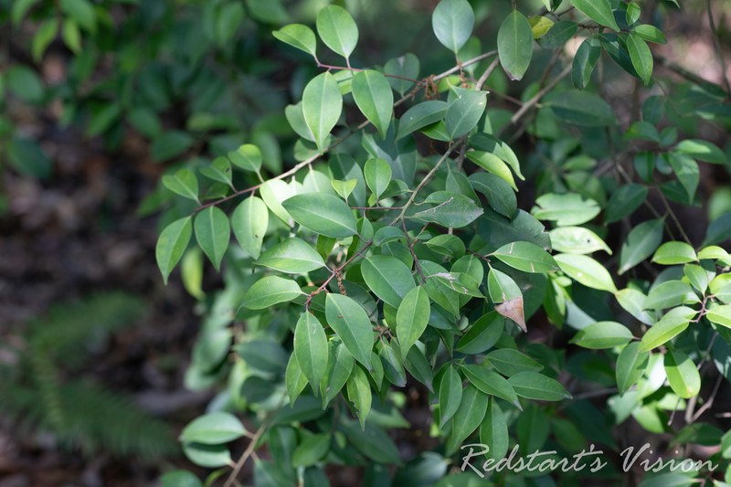Ilex kengii photo 2