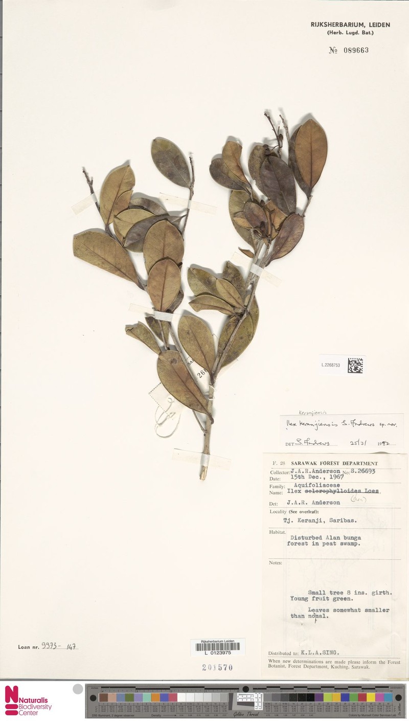 Ilex keranjiensis