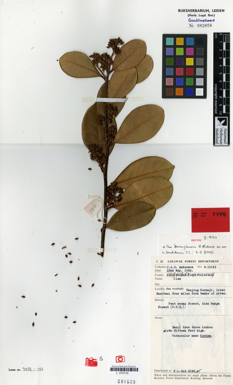 Ilex keranjiensis photo 2