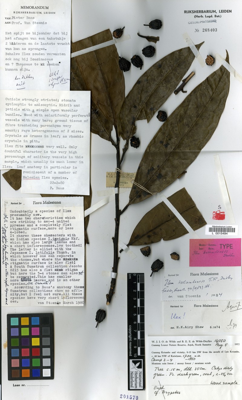 Ilex ketambensis photo 4