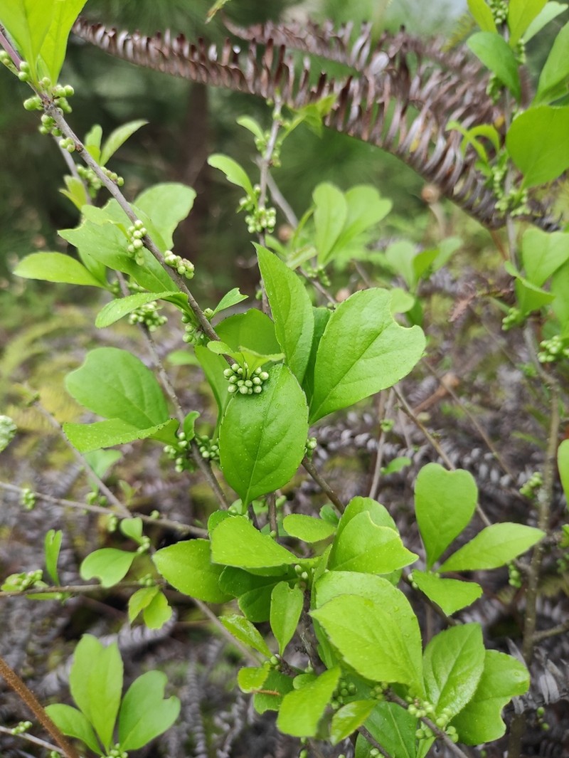 Ilex kiangsiensis