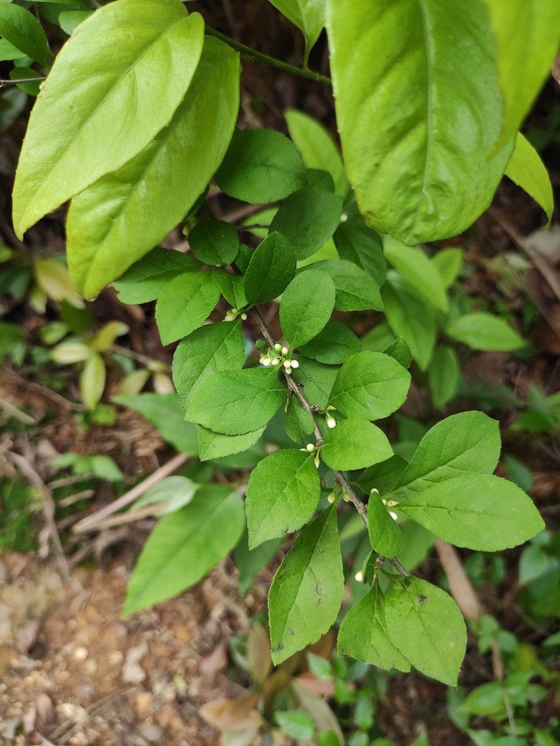 Ilex kiangsiensis photo 2