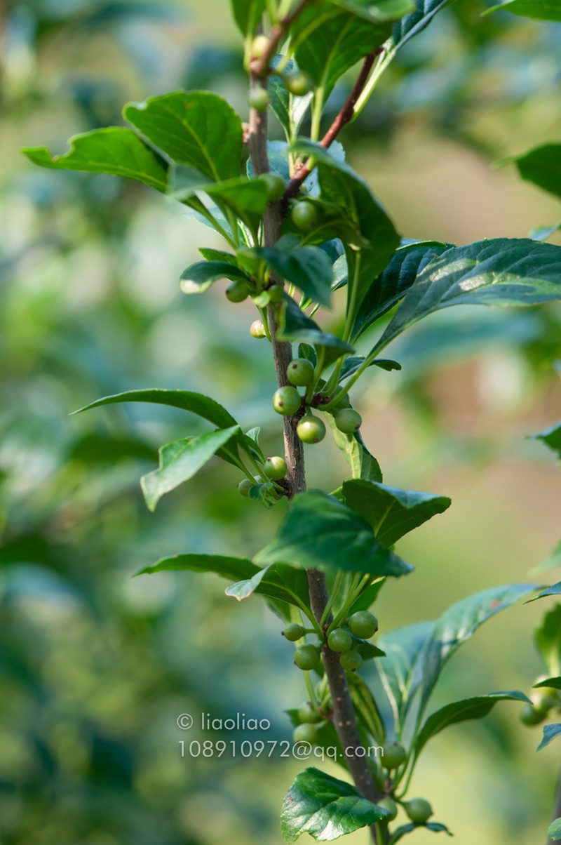 Ilex kiangsiensis photo 3