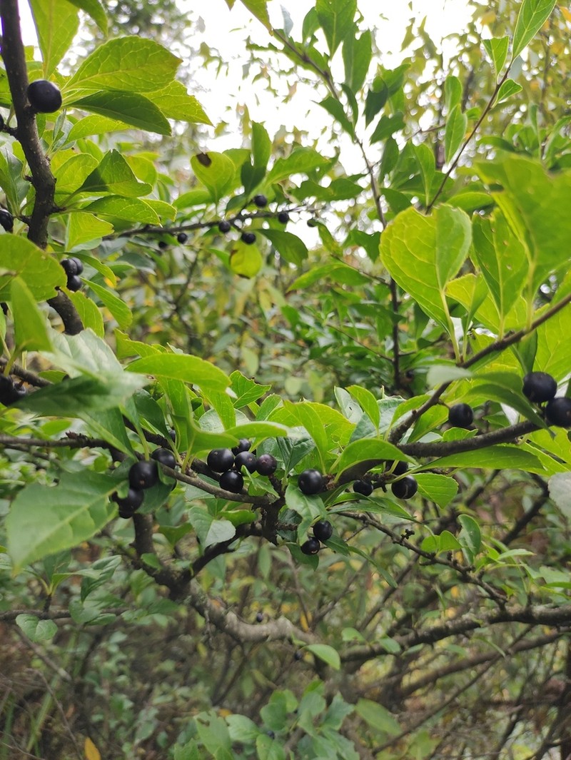 Ilex kiangsiensis photo 4