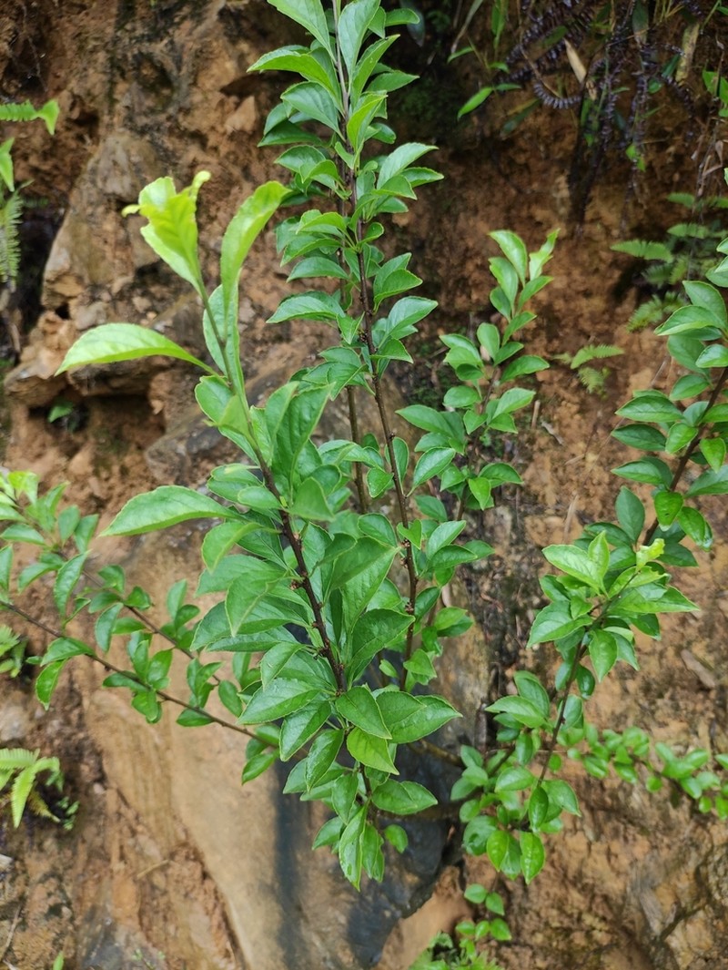 Ilex kiangsiensis photo 5