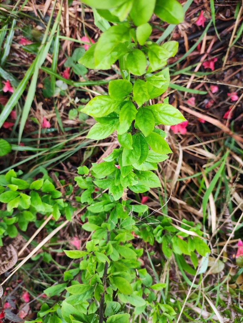 Ilex kiangsiensis photo 6