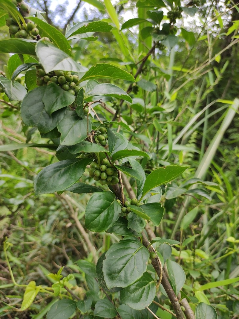 Ilex kiangsiensis photo 7