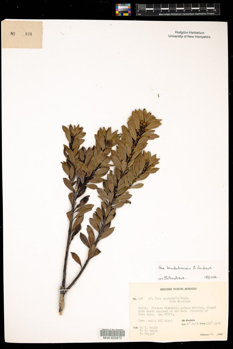 Ilex kinabaluensis photo 2