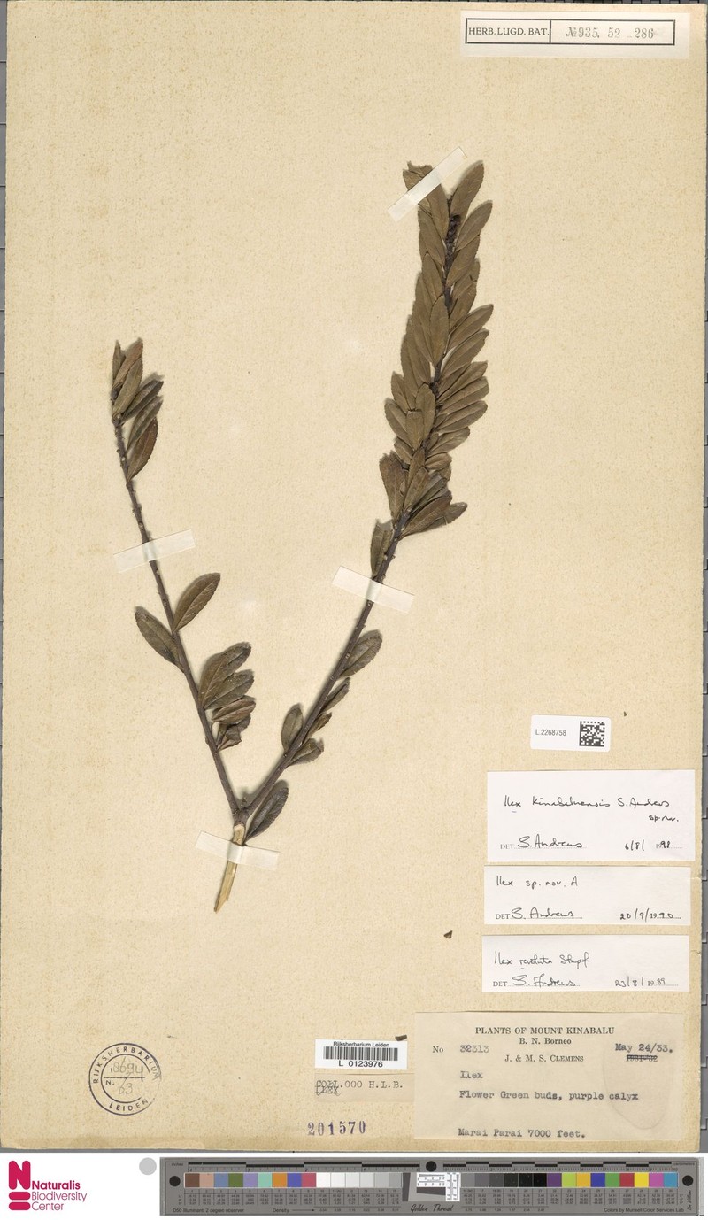 Ilex kinabaluensis photo 3
