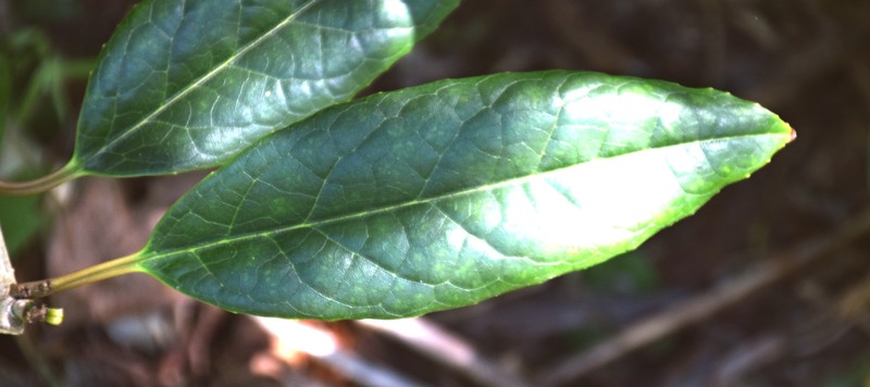 Ilex kingiana