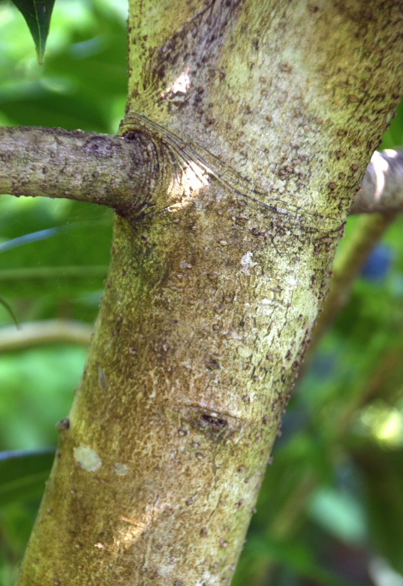 Ilex kingiana photo 2